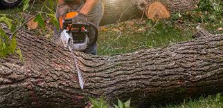 Best Tree Cabling and Bracing  in Woodburn, VA